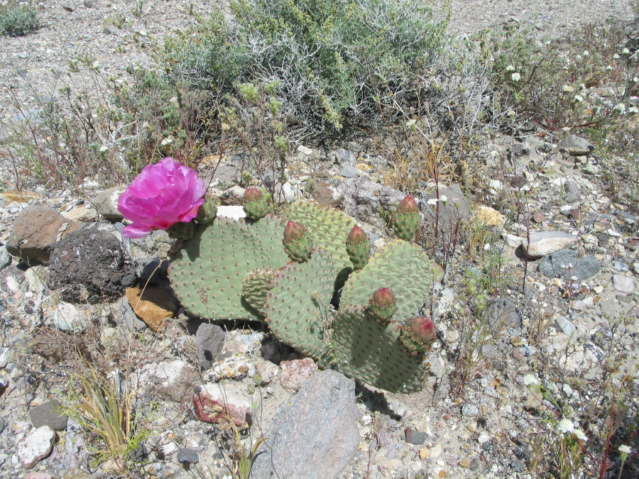 IMG_8123.jpg