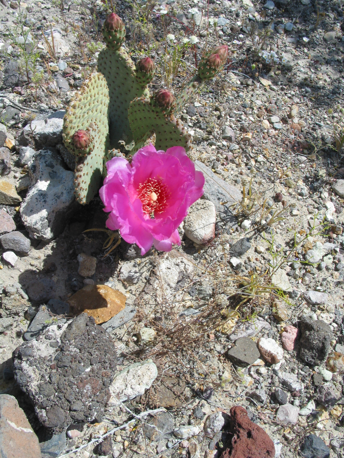 IMG_8126.jpg