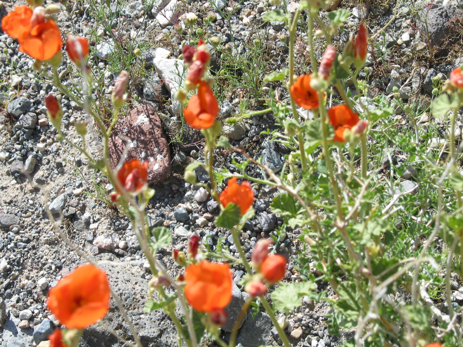 IMG_8138.jpg