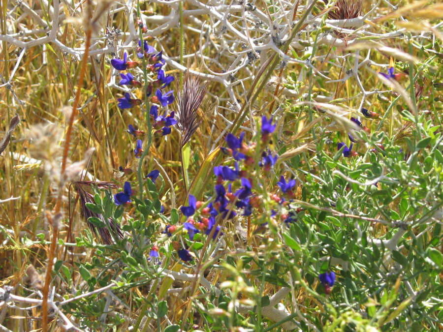 IMG_8146.jpg