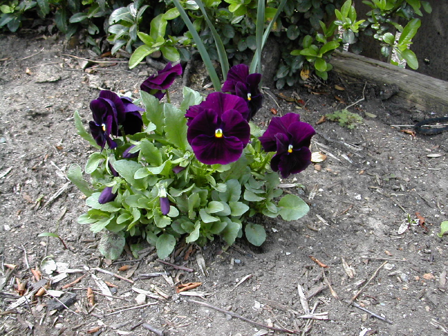 dscn0471.jpg