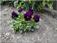 DSCN0471.JPG