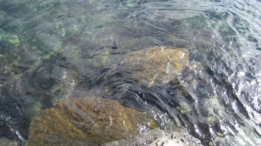 img_0993.jpg