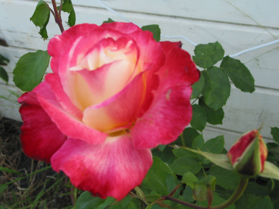 IMG_8579.jpg